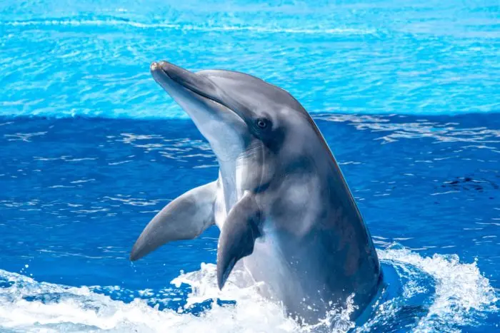 Caractéristiques des yeux des dauphins