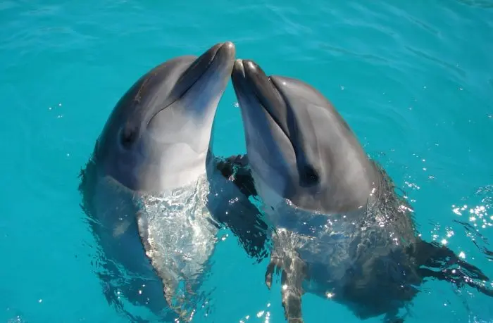 Particularités des yeux des dauphins