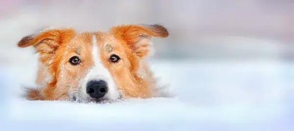Vision canine
