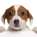 Vision du Chien vs Vision Humaine
