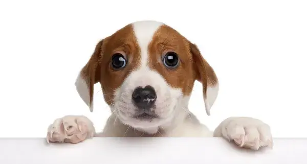 Vision du Chien vs Vision Humaine