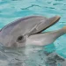 Yeux de dauphin