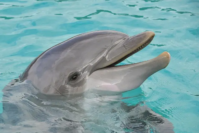 Yeux de dauphin